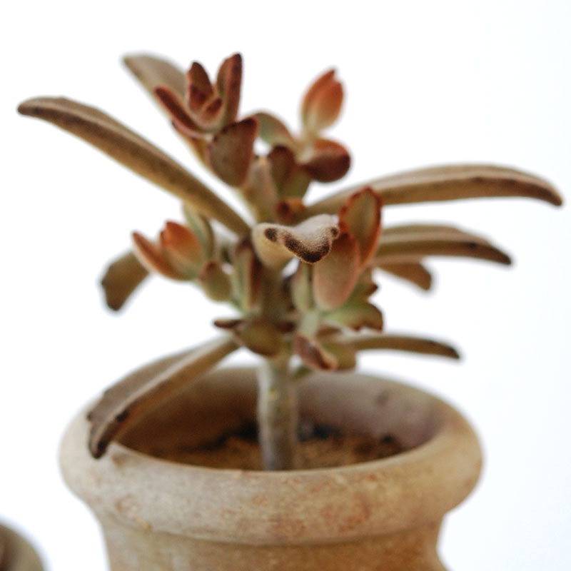 succulent x desert pot