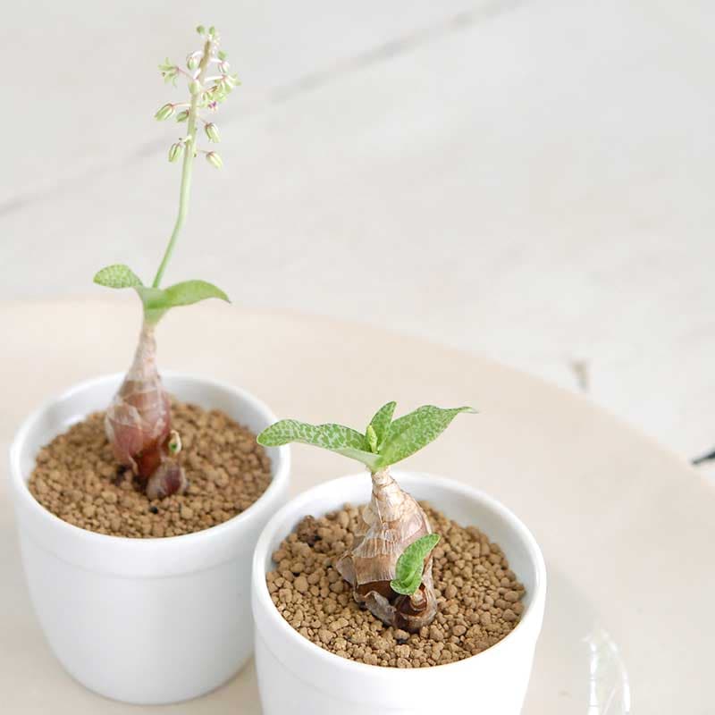 パウシフォリア / Ledebouria