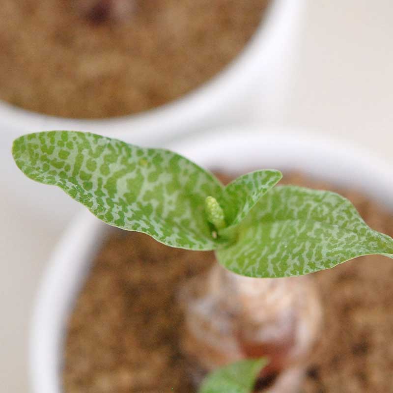 パウシフォリア / Ledebouria