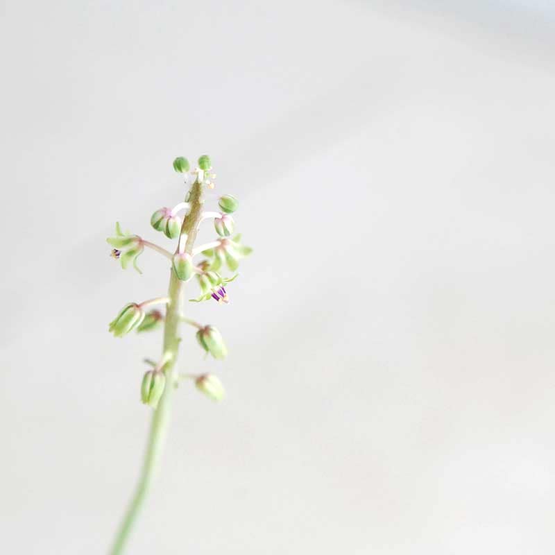 パウシフォリア / Ledebouria