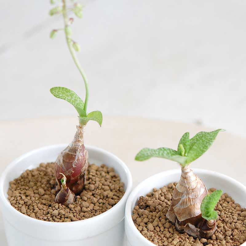 パウシフォリア / Ledebouria