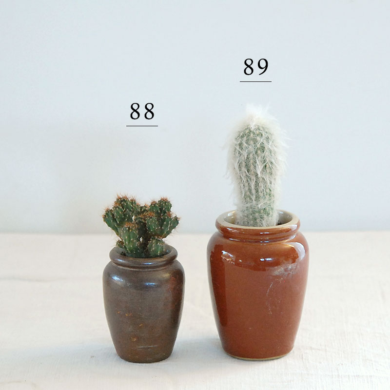 cactus x antique イギリスインクボトル