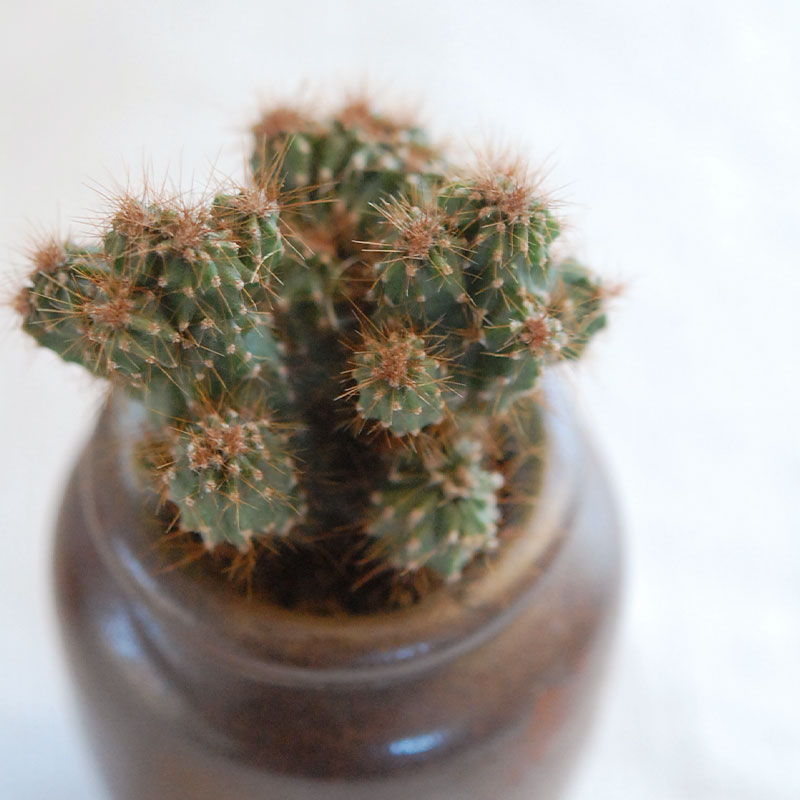 cactus x antique イギリスインクボトル