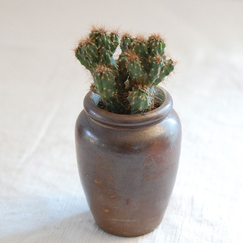 cactus x antique イギリスインクボトル