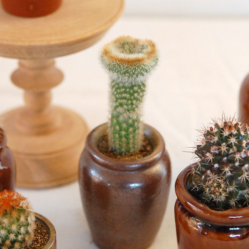 cactus x antique イギリスインクボトル