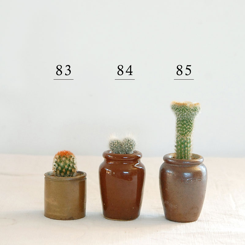 cactus x antique イギリスインクボトル