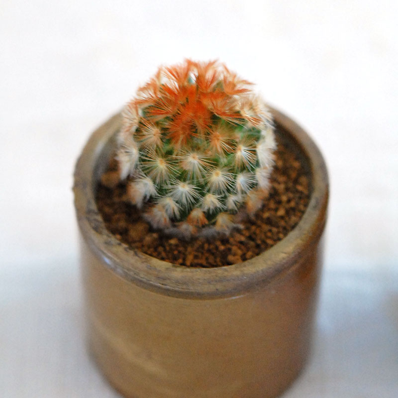 cactus x antique イギリスインクボトル