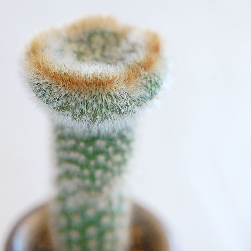 cactus x antique イギリスインクボトル