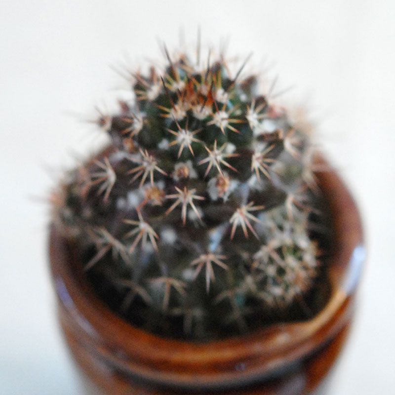 cactus x antique イギリスインクボトル