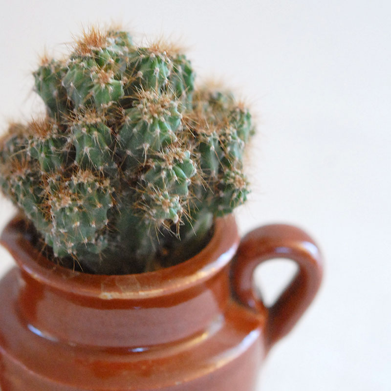 cactus x antique イギリスインクボトル