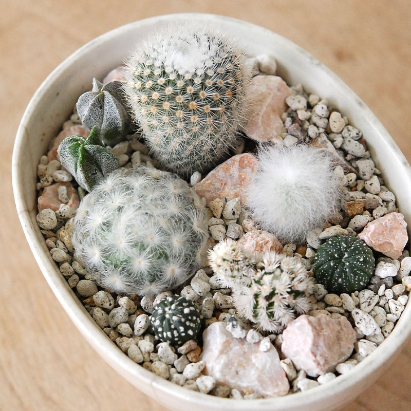 4枚　ヨビニオン・マルル　その1 ヨビニオンマルル 4枚