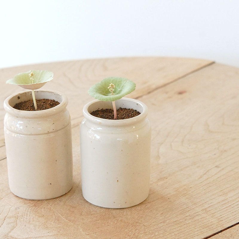 Crassula ワインカップ x antique イギリスジャーm