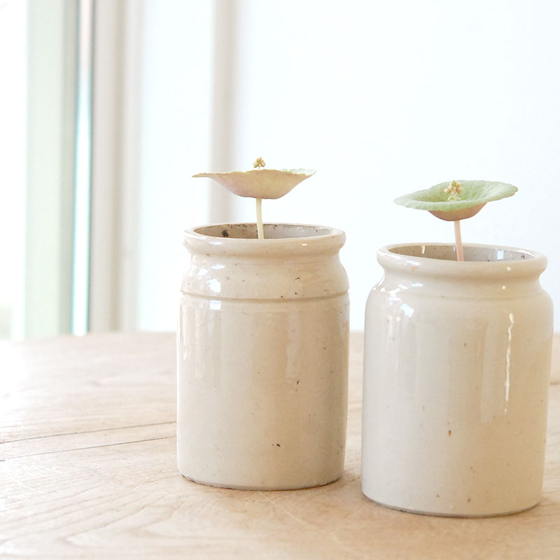 Crassula ワインカップ x antique イギリスジャーm