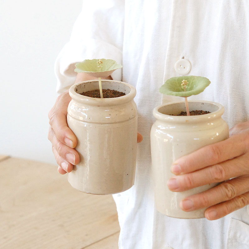 Crassula ワインカップ x antique イギリスジャーm