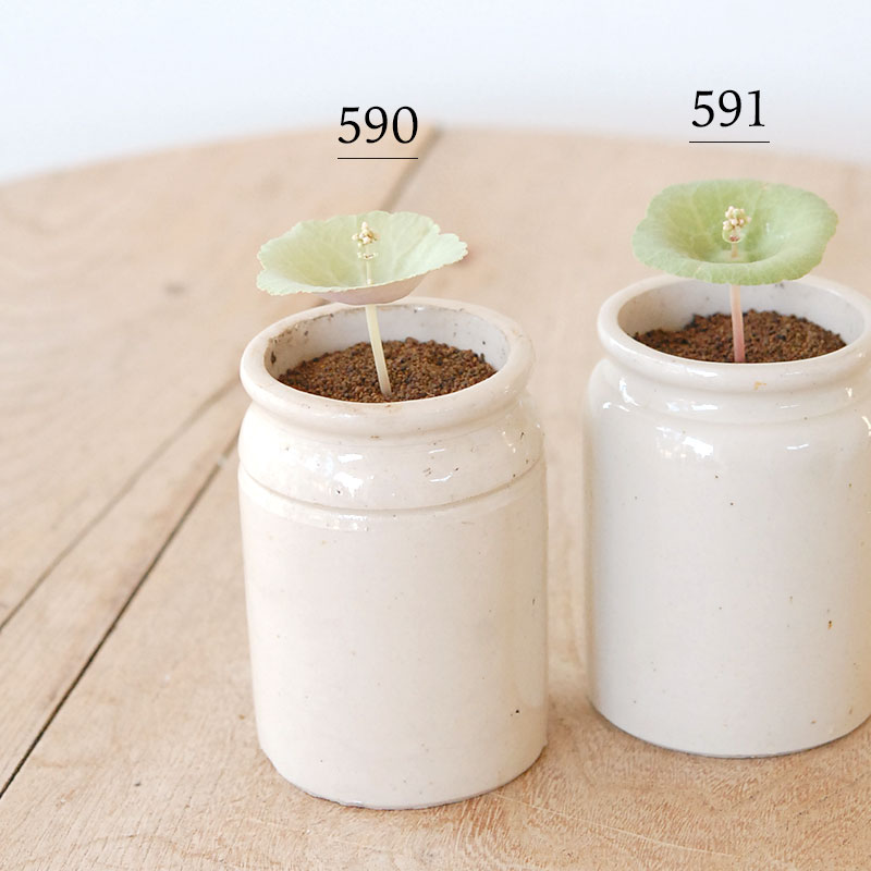 Crassula ワインカップ x antique イギリスジャーm