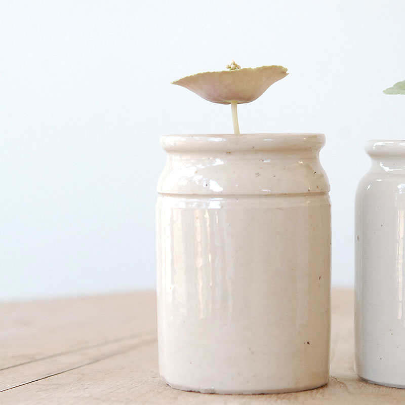 Crassula ワインカップ x antique イギリスジャーm