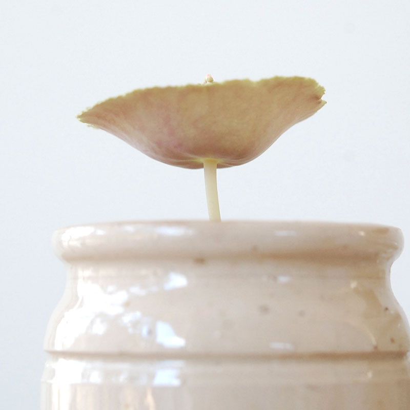 Crassula ワインカップ x antique イギリスジャーm