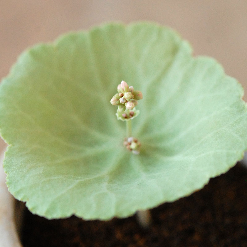 Crassula ワインカップ x antique イギリスジャーm