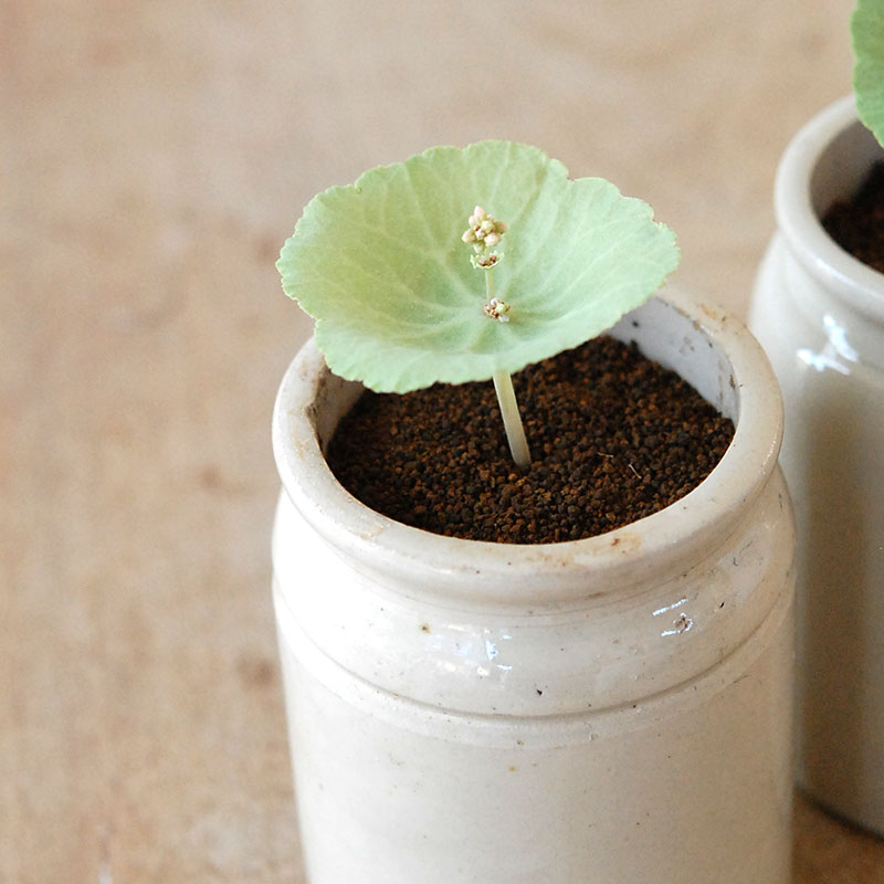 Crassula ワインカップ x antique イギリスジャーm