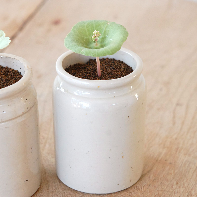 Crassula ワインカップ x antique イギリスジャーm