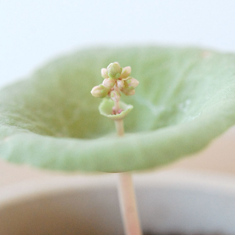 Crassula ワインカップ x antique イギリスジャーm