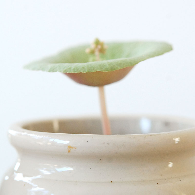 Crassula ワインカップ x antique イギリスジャーm