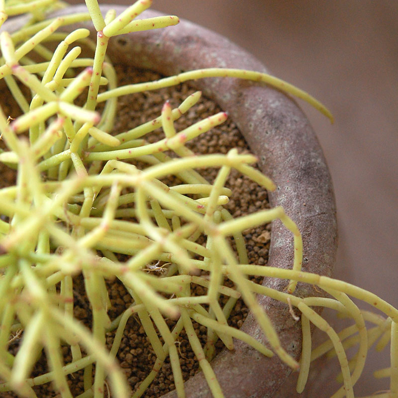 succulent x desert pot