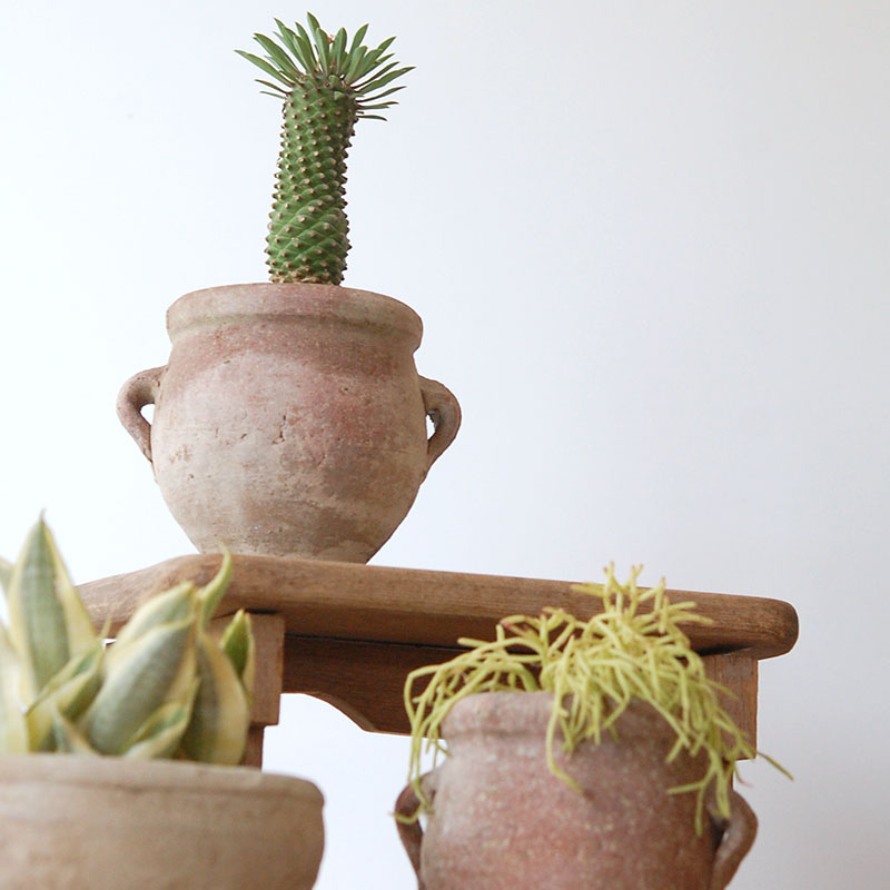 succulent x desert pot