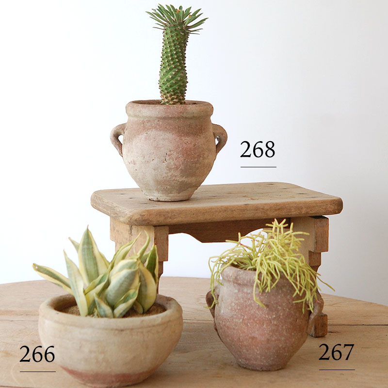 succulent x desert pot