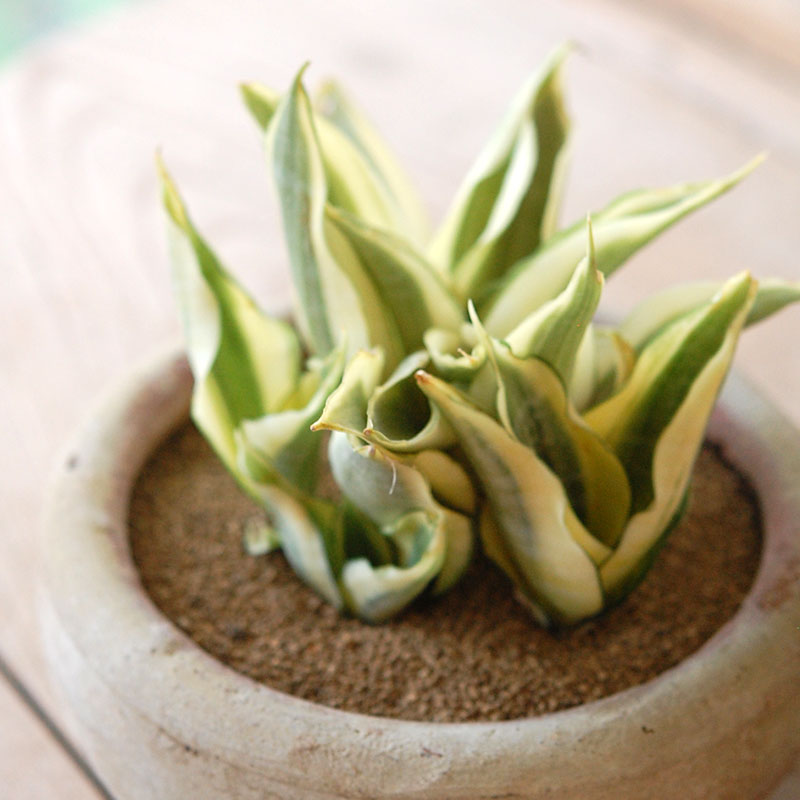 succulent x desert pot