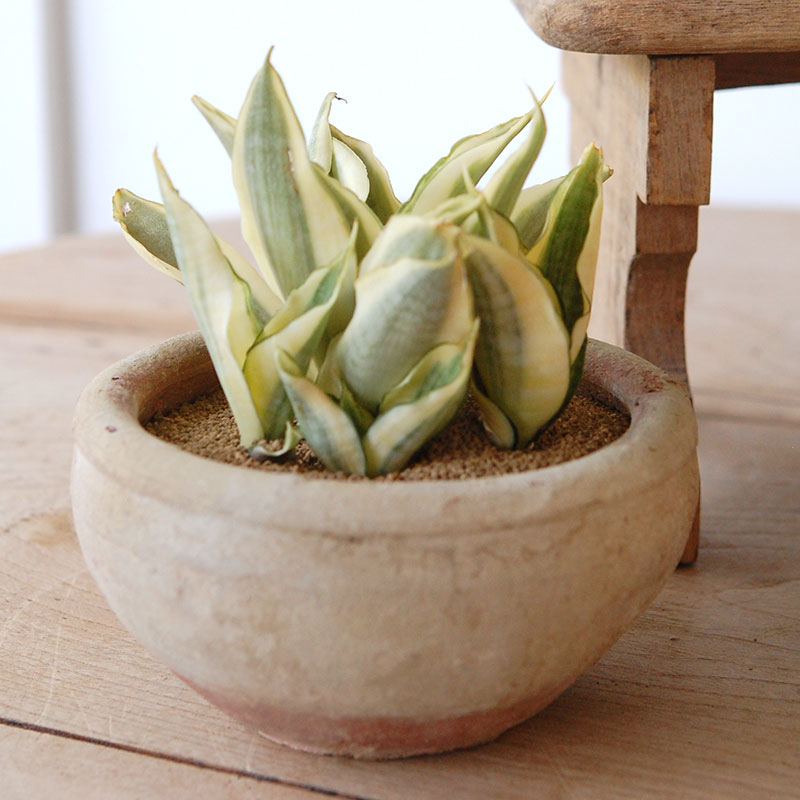 succulent x desert pot