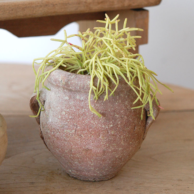succulent x desert pot