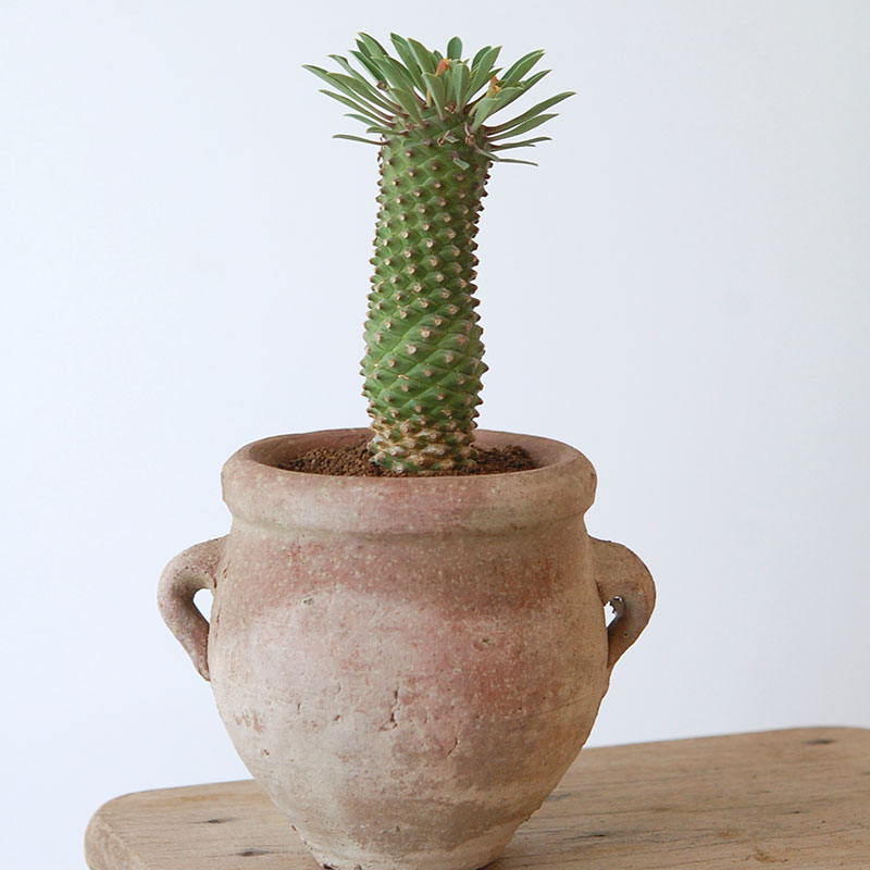 succulent x desert pot
