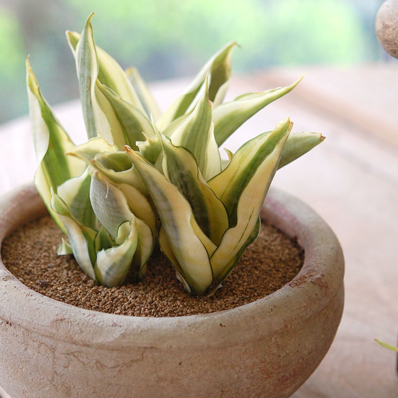 succulent x desert pot