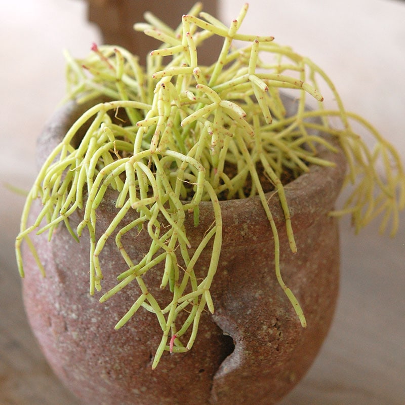 succulent x desert pot