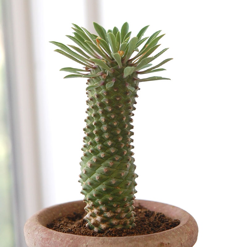 succulent x desert pot