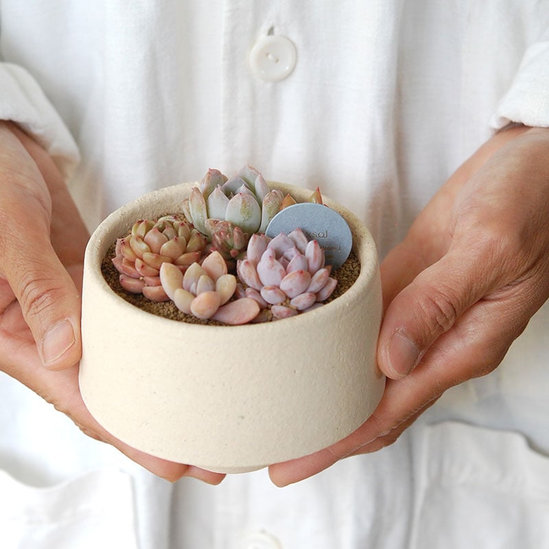送料無料!【 ECHEVERIA 】Mother’s day gift 2026 x Japan made recycle pot