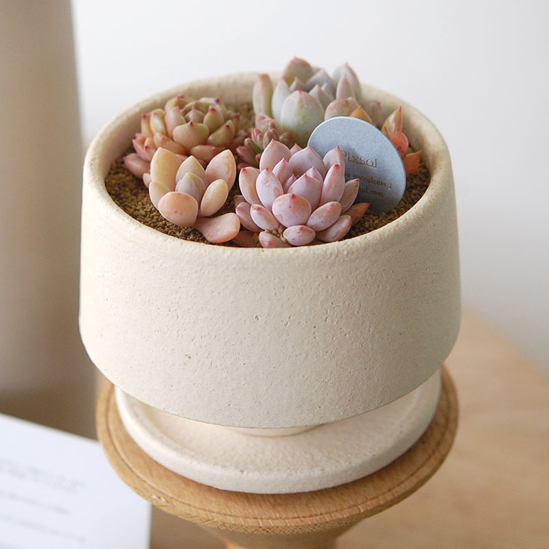 送料無料!【 ECHEVERIA 】Mother’s day gift 2026 x Japan made recycle pot