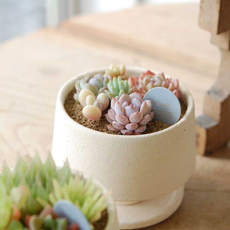 送料無料!【 ECHEVERIA 】Mother’s day gift 2026 x Japan made recycle pot
