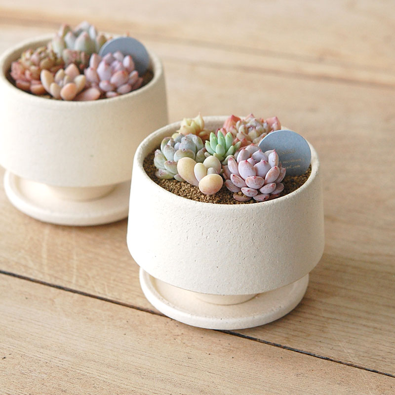 送料無料!【 ECHEVERIA 】Mother’s day gift 2026 x Japan made recycle pot