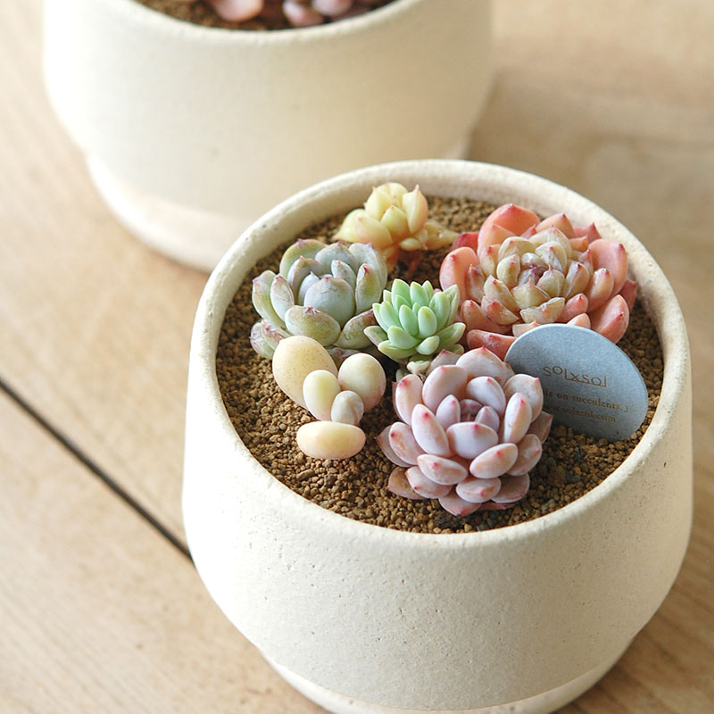 送料無料!【 ECHEVERIA 】Mother’s day gift 2026 x Japan made recycle pot