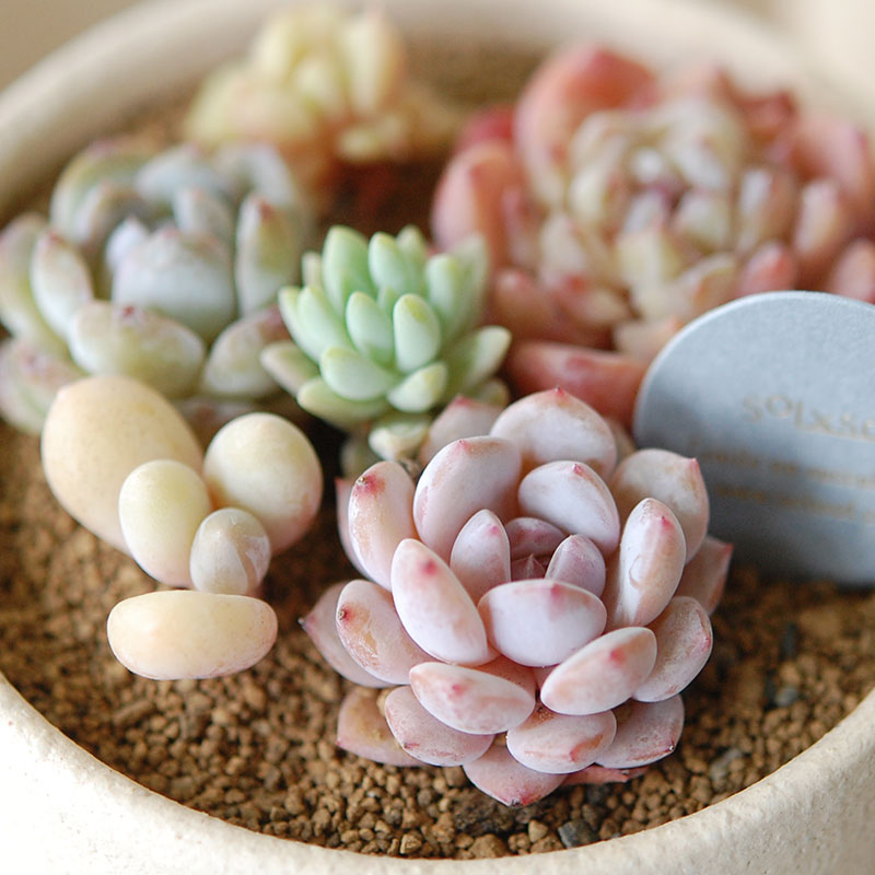 送料無料!【 ECHEVERIA 】Mother’s day gift 2026 x Japan made recycle pot