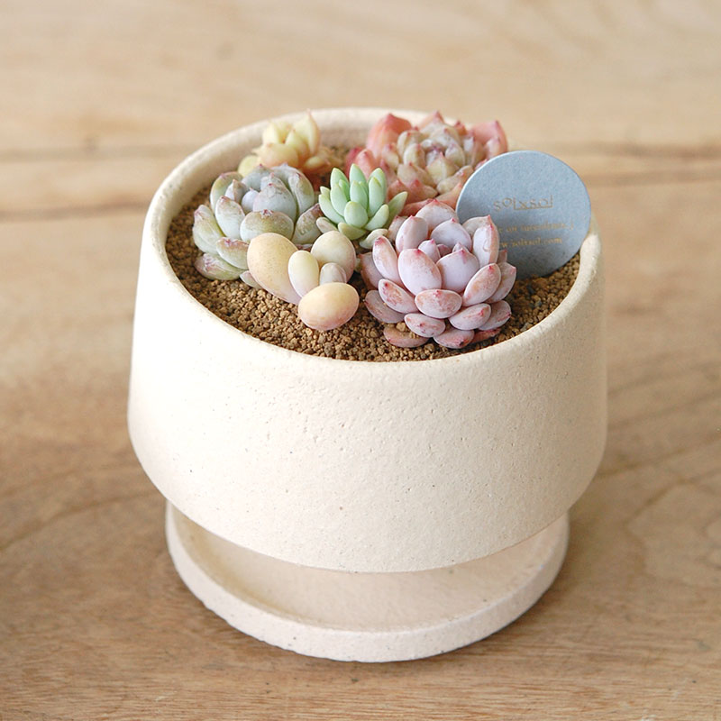 送料無料!【 ECHEVERIA 】Mother’s day gift 2026 x Japan made recycle pot