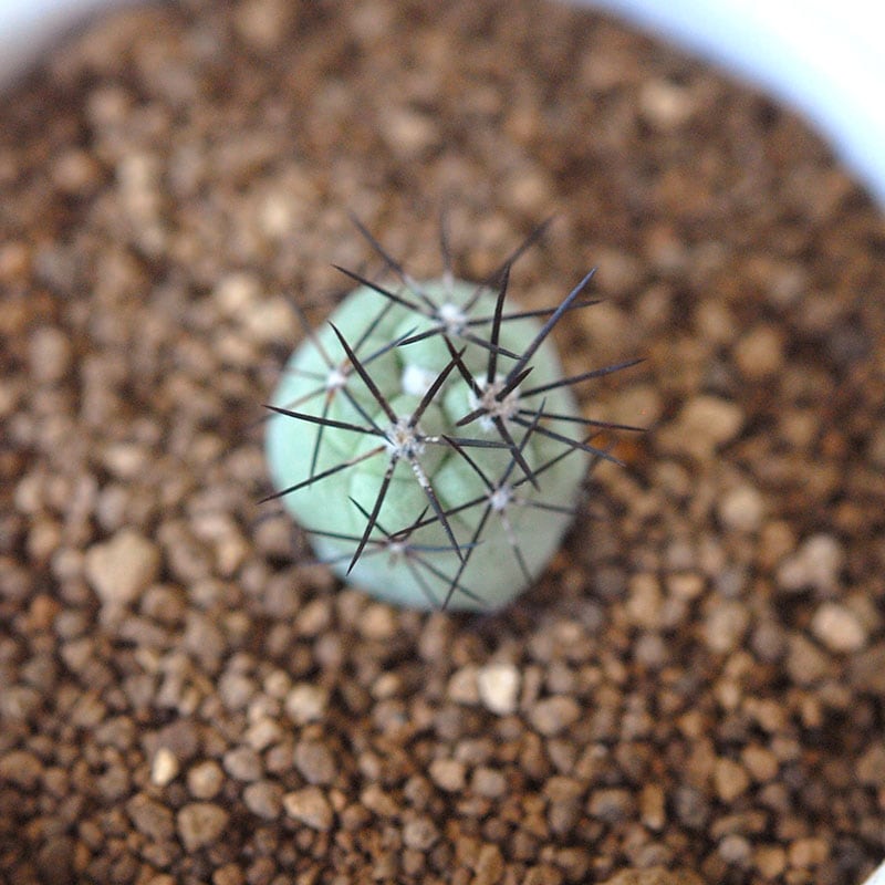 Ortegocactus / マクドガリー