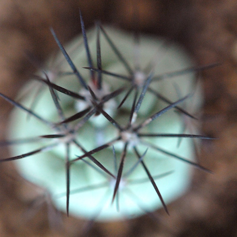 Ortegocactus / マクドガリー