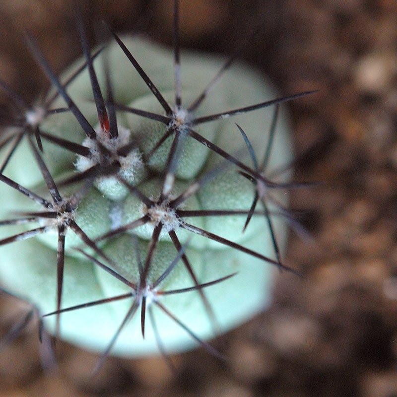 Ortegocactus / マクドガリー