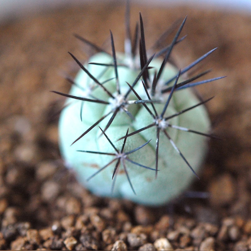 Ortegocactus / マクドガリー