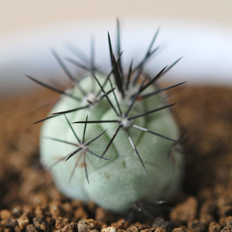 Ortegocactus / マクドガリー