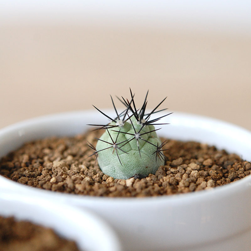 Ortegocactus / マクドガリー