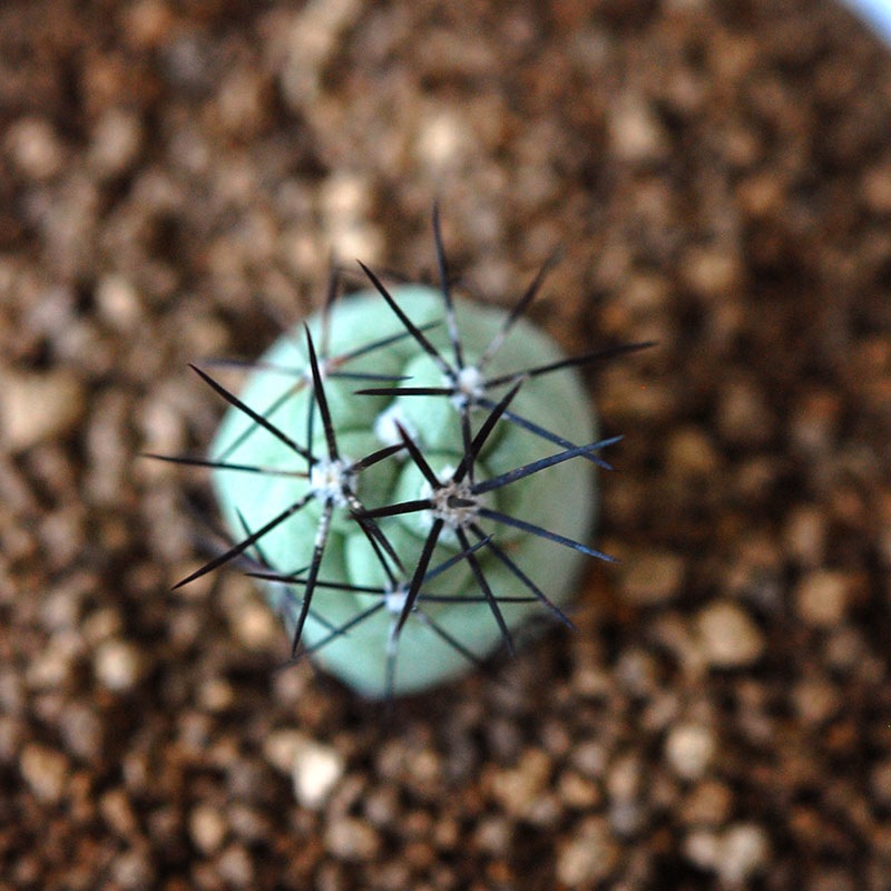 Ortegocactus / マクドガリー